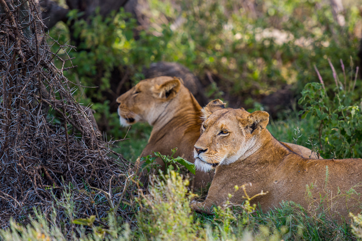 Always alert to danger and for their next meal, these lionesses survey the area while they relax in thick bush.